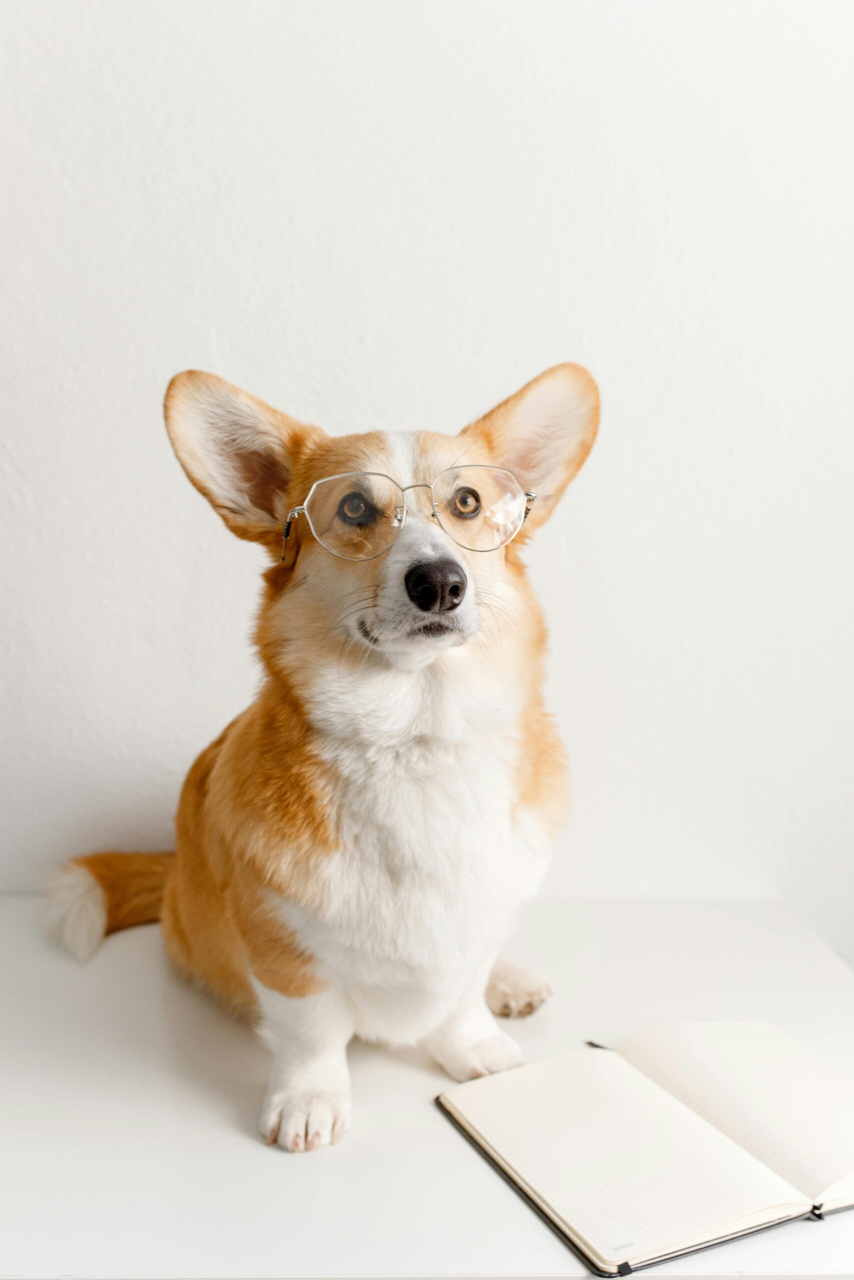 Brown and White Dog Wearing Silver Framed Eyeglasses